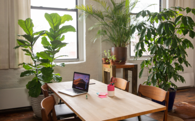 Office Plants and Cleanliness: Do They Really Improve Air Quality?